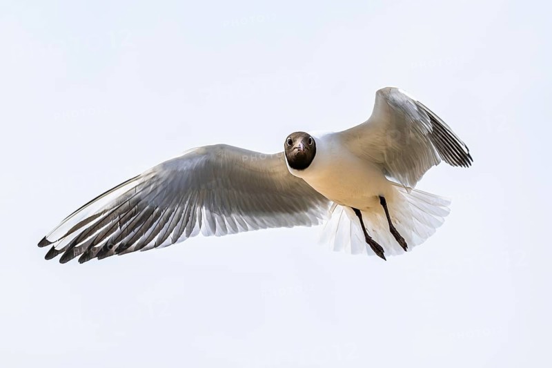 Black-headed Gull, Chroicocephalus ridibundus, bird in flight, England, United Kingdom