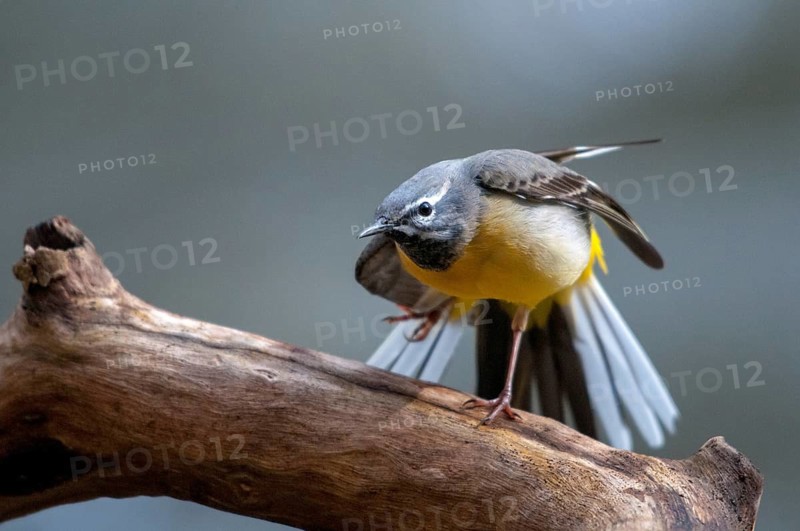 Mountain tail, grey wagtail, motacilla cinerea, birds, song, passeri, singing, songbirds, birds