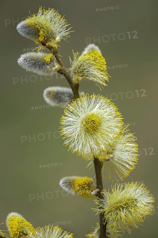 Hanging sage, kitten willow, palm willow, saal willow, salicaceae, salix caprea, salwillow, willow, tree, flora, spring, goat willow, great sallow, high size, portrait format, plants, pussy willow, spring, tree, willow