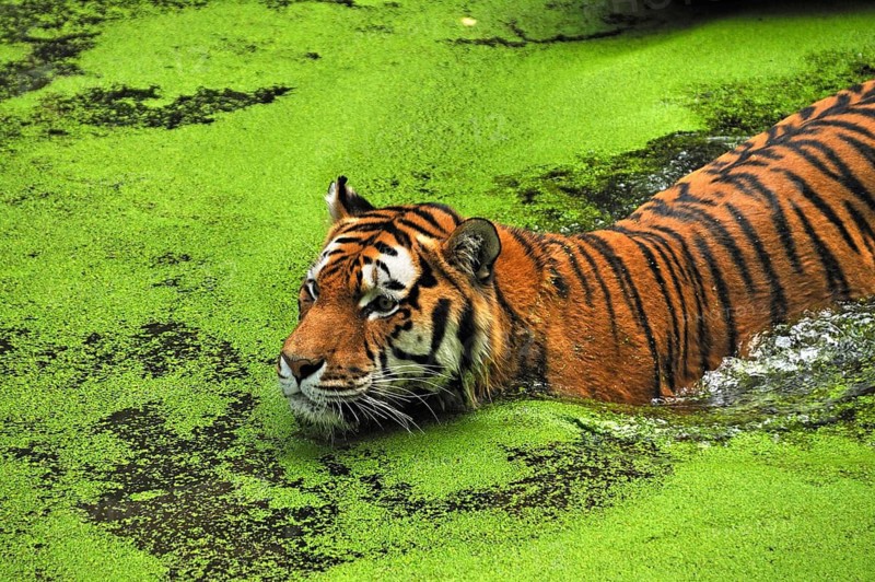 Siberian tiger (Panthera tigris altaica) in a moat covered with duckweed (Lemna minor), Nuremberg Zoo, Am Tiergarten 30, Nuremberg, Middle Franconia, Bavaria, Germany