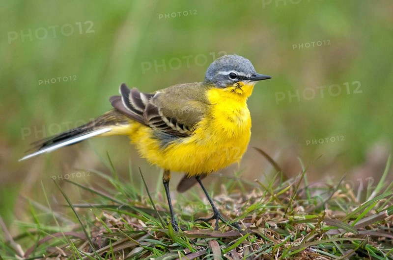 Motacilla flava, sheeptail, western yellow wagtail, yellow wagtail, birds, plumage care, male, passeri, preening, songbirds, songbirds, birds