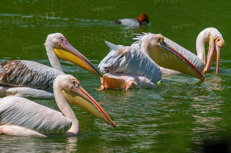 Pelicans (Pelecanus onocrotalus), Nuremberg Zoo, Middle Franconia, Bavaria, Germany