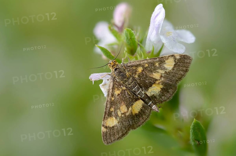 Crambidae, golden moth, mint moth, purple moth, pyrausta aurata, proboscis, small purple and gold, butterfly, insects, moths, moths, moths, moths, butterfly