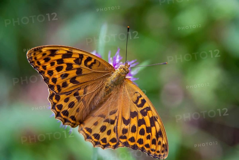 Argynnis Paphia, Kaisermantel, Silver-Washed Fritillary, Butterfly, Insects, Butterfly, Butterflies, Butterflies