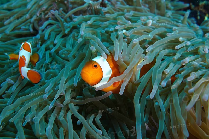 Two Ocellar Clownfish (Amphiprion ocellaris), Nemo, hiding amongst the tentacles of a sea anemone in the sea, SD dive site, Nusa Ceningan, Nusa Penida, Bali, Indonesia