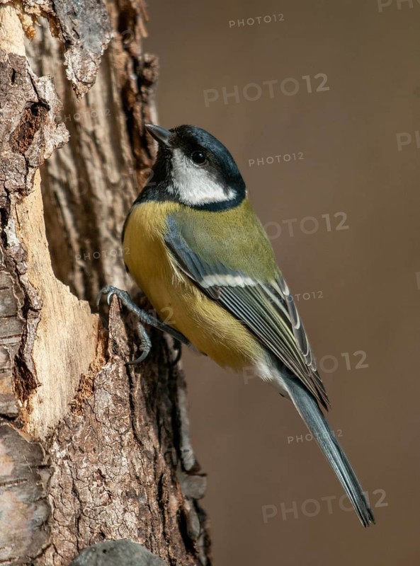 Great tit, great tit, parus major, birds, high size, portrait format, tits, passeri, songbirds, tits, birds