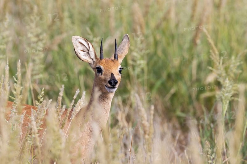 Steenbok (Raphicerus campestris). Male. Kalahari Desert, Kgalagadi Transfrontier Park, South Africa