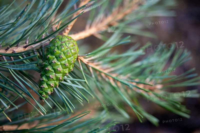 Baltic pine, Brandenburg, Germany, forche, common pine, pine family, Nabu, Nabu project, national natural heritage, natural paradise Grünhaus, pinaceae, pinus sylvestris, red pine, scots pine, forest pine, woodland pine, white pine, tree, post-mining landscape, trees, flora, greenhouse, pine, plants, plants, trees, plants, trees, plants, trees, plants, trees, plants, trees, plants, trees, plants, trees, plants, trees, plants, trees, plants, trees, plants, trees, trees, greenhouse, pine, plants, trees, plants, trees, plants, trees, plants, trees, plants, trees, plants, trees, trees, greenhouse, pine, plants, trees, plants, trees, plants, trees, plants, trees, plants, trees, plants, trees, plants, trees, plants, trees, plants