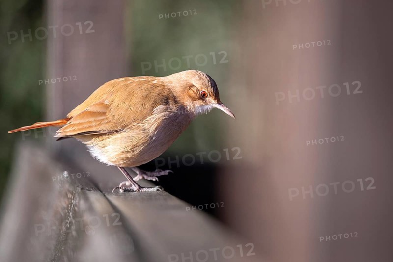 A rusty-breasted tanager (Furnarius rufus) on the railing of a birdwatching tower in Buenos Aires, Argentina