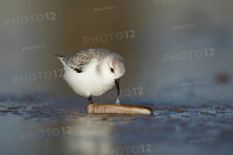 Sanderling (Calidris alba) adult wading bird in winter plumage feeding on a razorshell on a beach, Norfolk, England, United Kingdom