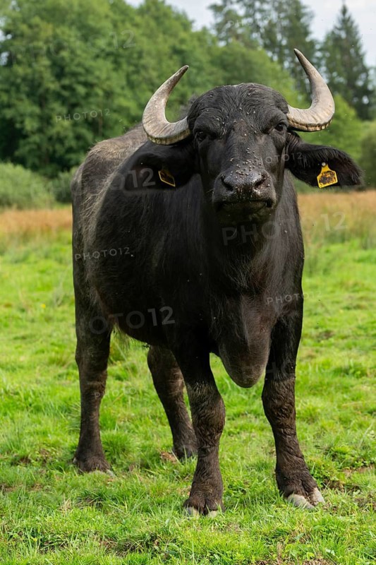 Bavaria, Bubalus Arnee, Even-töd Ungulate, Upper Palatinate, Paarhufer, Tirschenreuth, Waldnaab, Waldnaabaue, water buffalo, wild willows Waldnaabaue, extensive grazing, high size, portrait format, mammals, mammals