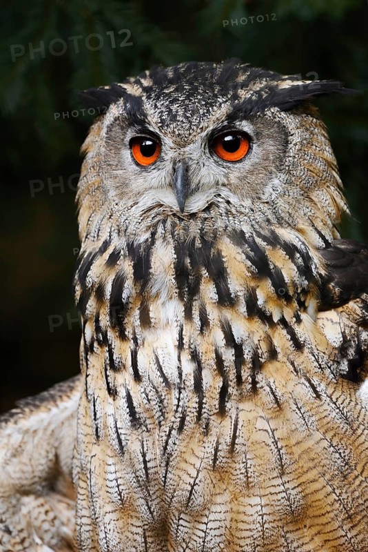 European eagle owl (Bubo bubo), portrait, North Rhine-Westphalia, Germany