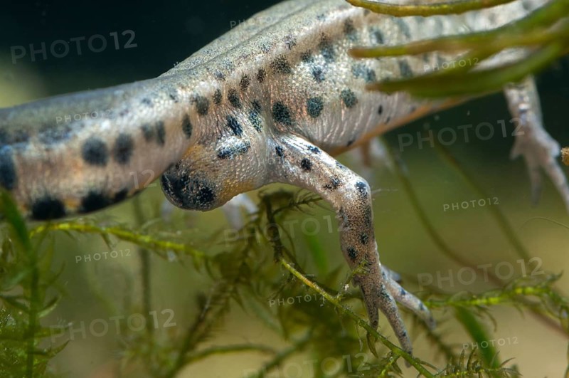 Italian newt, Italian water newt, Lissotriton italicus, Triturus italicus, amphibians, amphibians, caudata, amphibians, male, newt, tailed amphibians, water newts