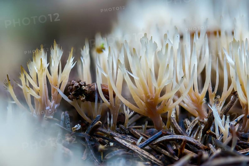 Angel hair coral, bristle coral, pterula multifida, strong creeping bristle coral, smelly bristle coral, whitish bristle coral, fungi, fungi, mushrooms