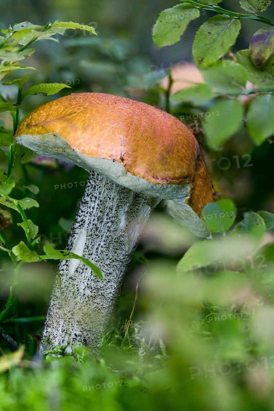 Birch redcap, heath cap, leccinum testaceoscabrum, leccinum versipelle, redcap, black-scaled redcap, fungi, fungus, high size, vertical format, orange birch bolete, mushrooms