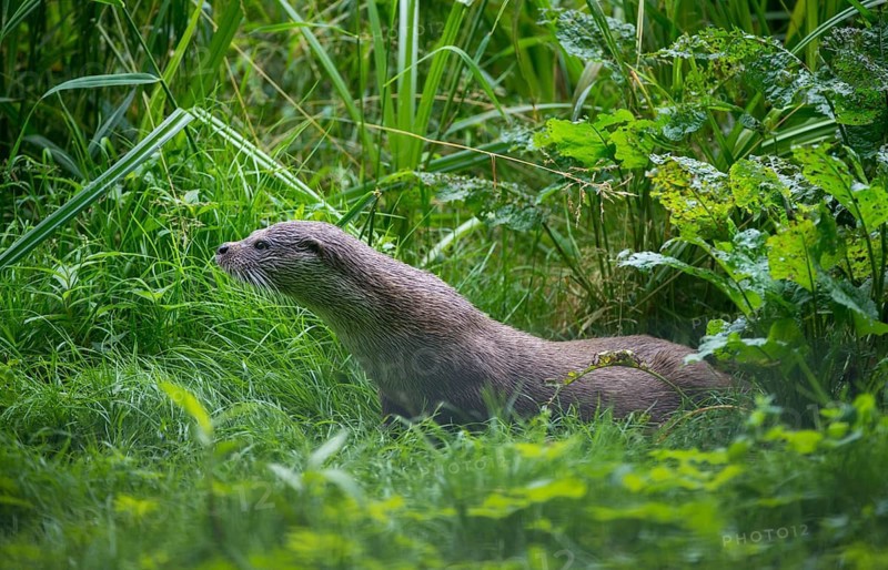 Carnivora, Eurasian otters, Lutra Lutra, predators, mammals, martens, raptors, mammals