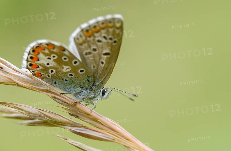 Common blue, common blue, crested blue, polyommatus icarus, blue, butterfly, insects, butterfly, butterflies, butterflies, butterflies