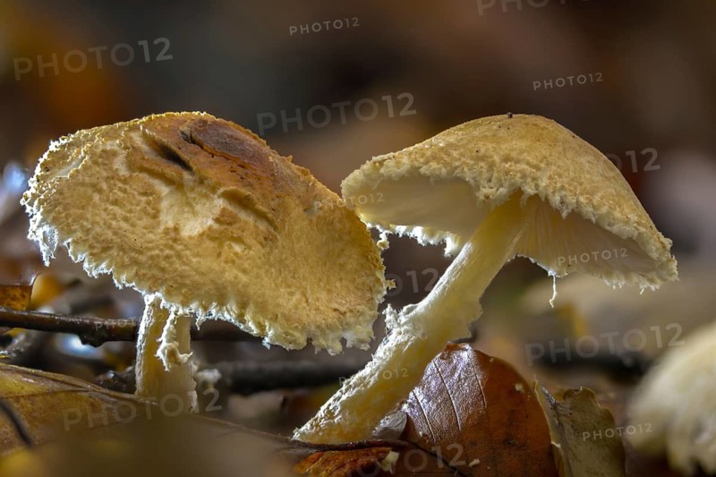 Lepiota clypeolaria, lepiota colubrina, shaggy-stalked lepiota, shield dapperling, woolly booted umbrella, woolly stalked umbrella, fungi, mushrooms