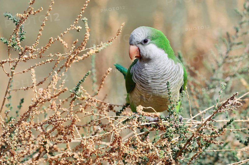 Monk parakeet (Myiopsitta monachus), Fuerteventura, Canary Islands, Spain