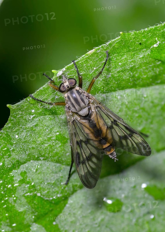 Downlooker Snipefly, Common Snipe Fly, Rhagio Scolopaceus, Snipe Fly, High Size, Portrait Format, Insects