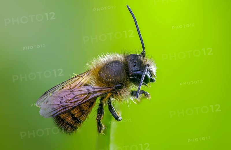 Apidae, bees, horned mason bee, hymenoptera, mason bee, osmia cornuta, insects, male, male