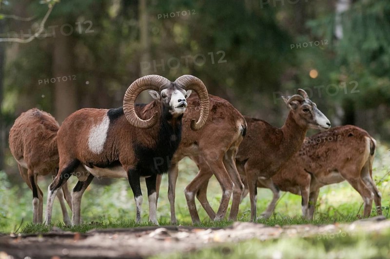 Artiodactyla, even-toed ungulate, mouflon, mouflon, mouflon, ovis gmelini musimon, cloven-hoofed, rutting, fleeing, mammals, sheep, mammals, rams, game