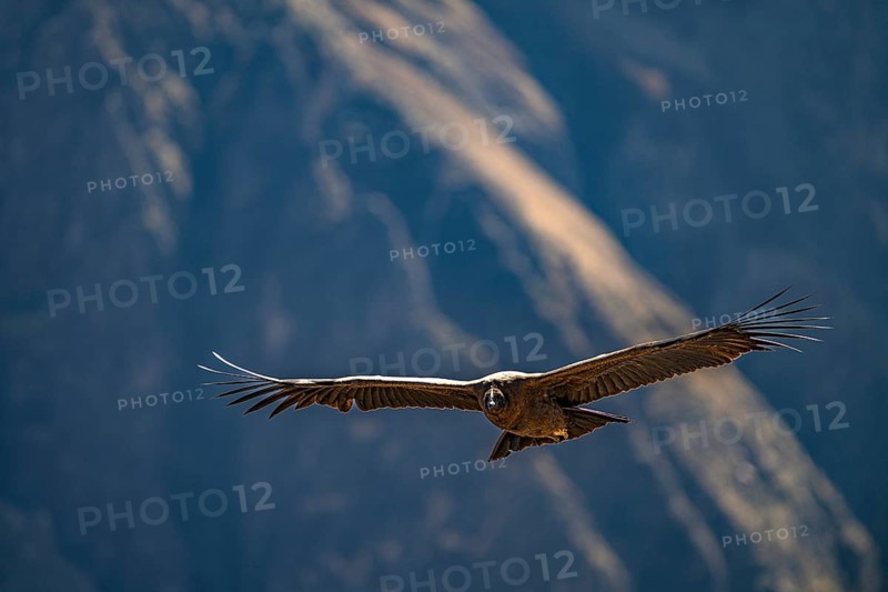 Condor, Andean condor (Vultur gryphus), New World vulture, Cañón del Colca, Colca Canyon, southern Peru, Peru, South America