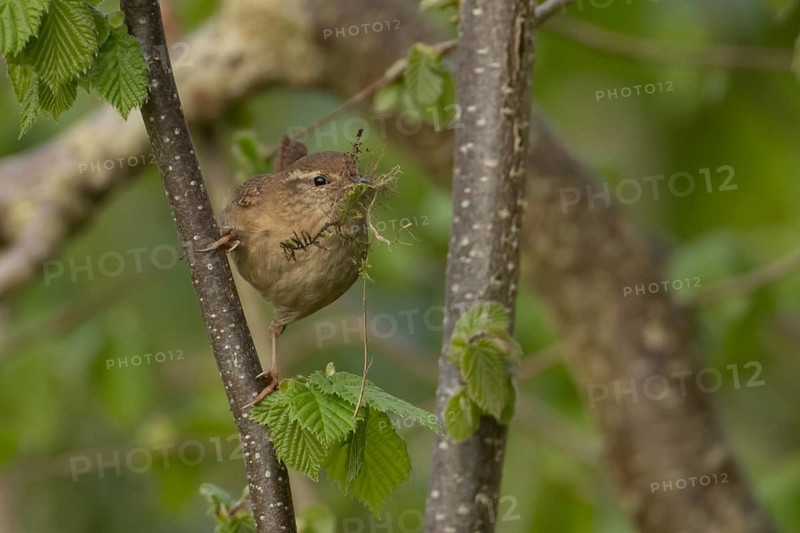 Eurasian wren (Troglodytes troglodytes) adult garden bird carrying nesting material in a hazel tree in spring, Suffolk, England, United Kingdom