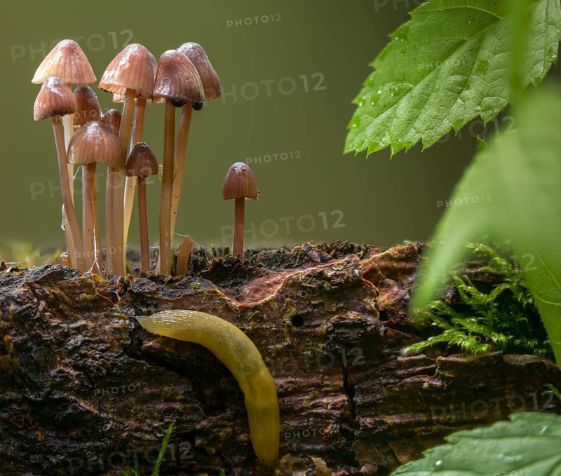 Agaricus purpureofuscus, purple-edged helmet, mycena purpureofusca, prunulus purpureofuscus, purple-edged helmet, fungi, mushrooms, purple edge bonnet