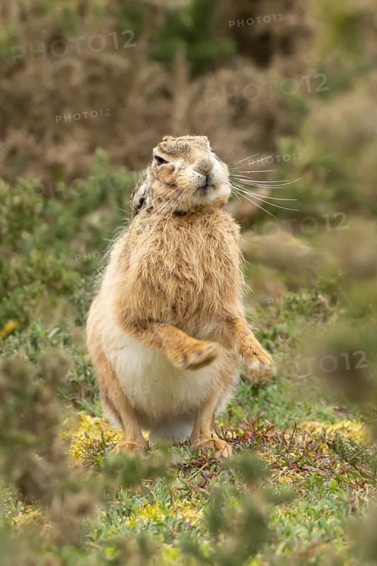 European brown hare (Lepus europaeus) adult animal shaking its body in grassland, England, United Kingdom