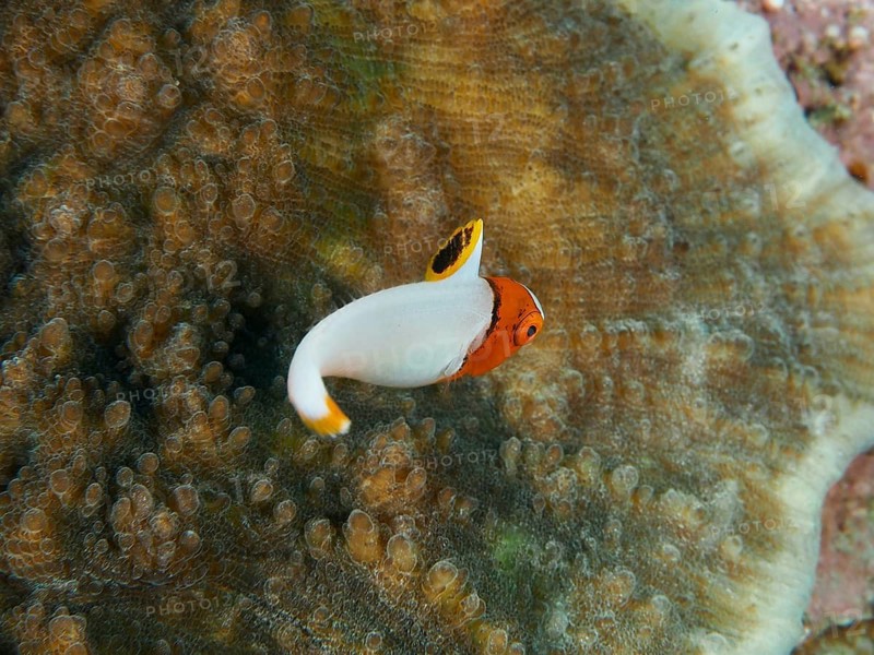 A small fish with orange and white markings, a juvenile spotted parrotfish (Cetoscarus ocellatus), in front of a coral, at the Close Encounters dive site, Permuteran, Bali, Indonesia