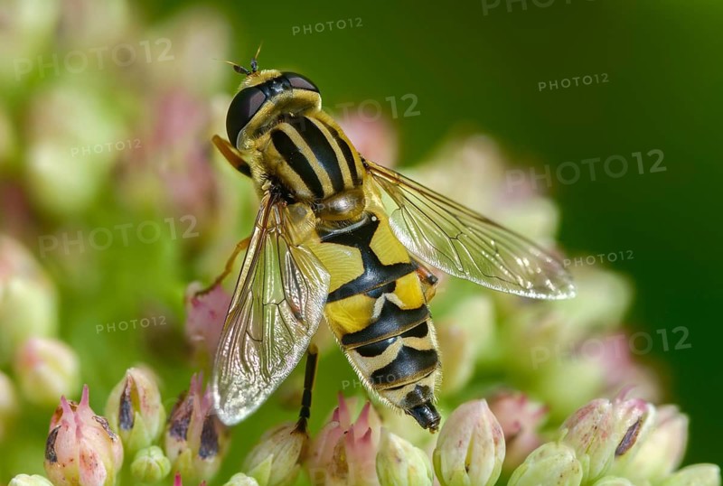 Common tiger hoverfly, common swamp hoverfly, helophilus pendulus, sunfly, swamp hoverfly, insects, hoverfly