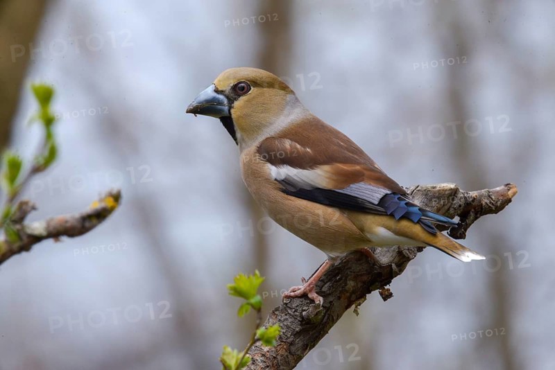 Coccothraustes Coccothraustes, Hawfinch, Heartbiters, Birds, Passeri, Songbirds, Birds