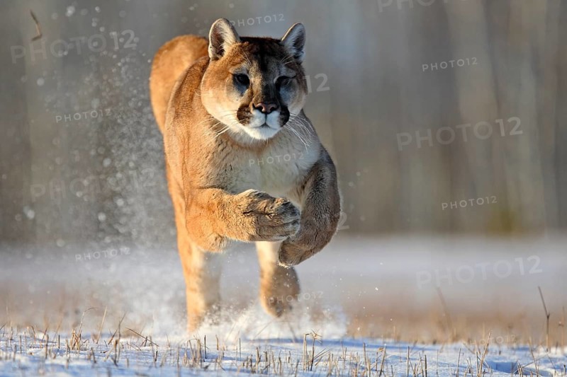 Cougar (Felis concolor), Minnesota, USA. A Cougar runs dynamically through the snow, surrounded by wintry scenery