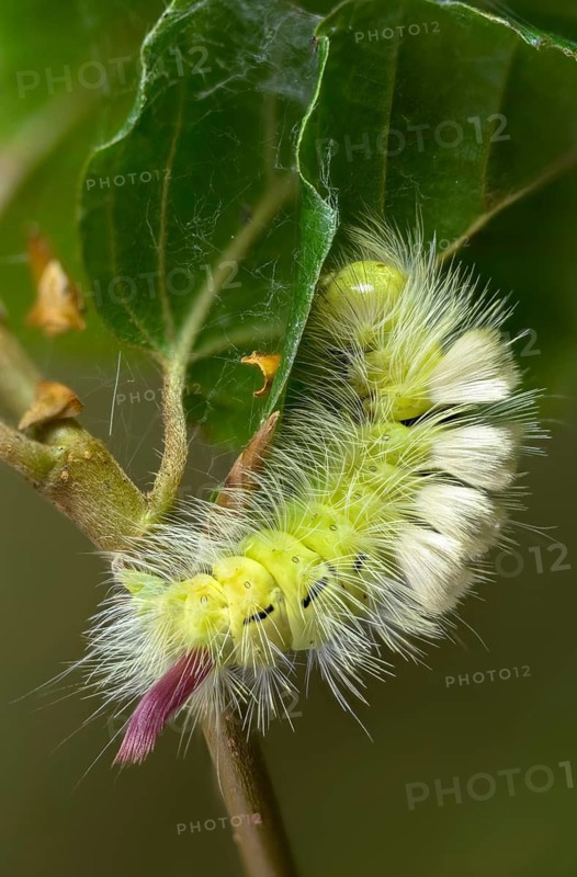 Beech extensor foot, beech redtail, calliteara pudibunda, dasychira pudibunda, elkneria pudibunda, owl moth, noctuidae, redtail, extensor foot, butterfly, high size, portrait, inchworm, insects, moths, moths, moths, caterpillar, butterfly