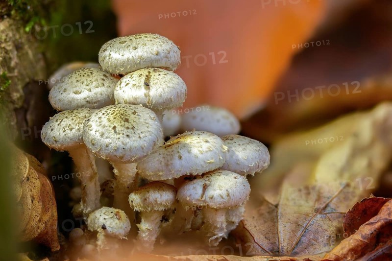 Pale Schueppling, Gummischüppling, Pholiota Gummosa, Straw Pale Schueppling, Fungus, Mushrooms, Sticky Scalycap