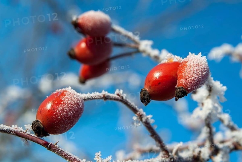 Dog rose, pink canina, dog rose, flora, fruits, dogrose, plants, hoarfrost, rime, winter