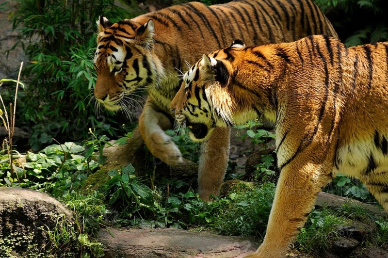 A pair of Siberian tigers (Panthera tigris altaica), Nuremberg Zoo, Am Tiergarten 30, Nuremberg, Middle Franconia, Bavaria, Germany