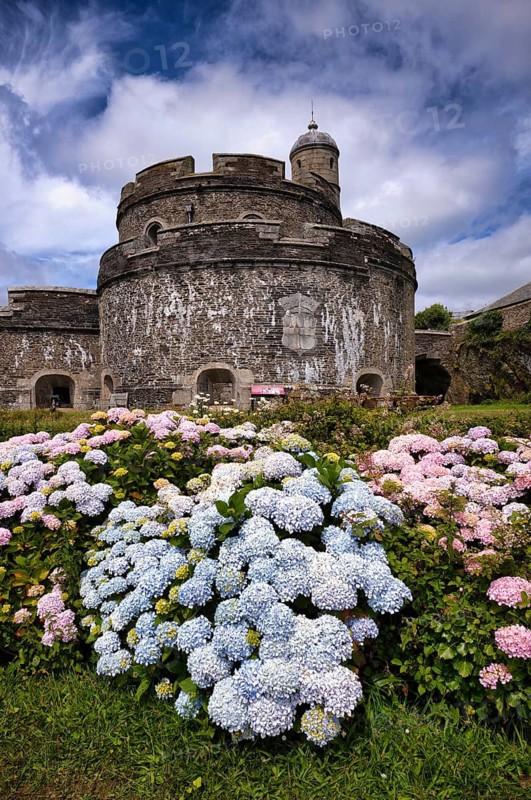 Hydrangeas (Hydrangea) in front of the Tudor Gun Tower, keep, residential defence tower, defensive tower, St Mawes Castle, St Mawes, Cornwall, England, Great Britain, United Kingdom