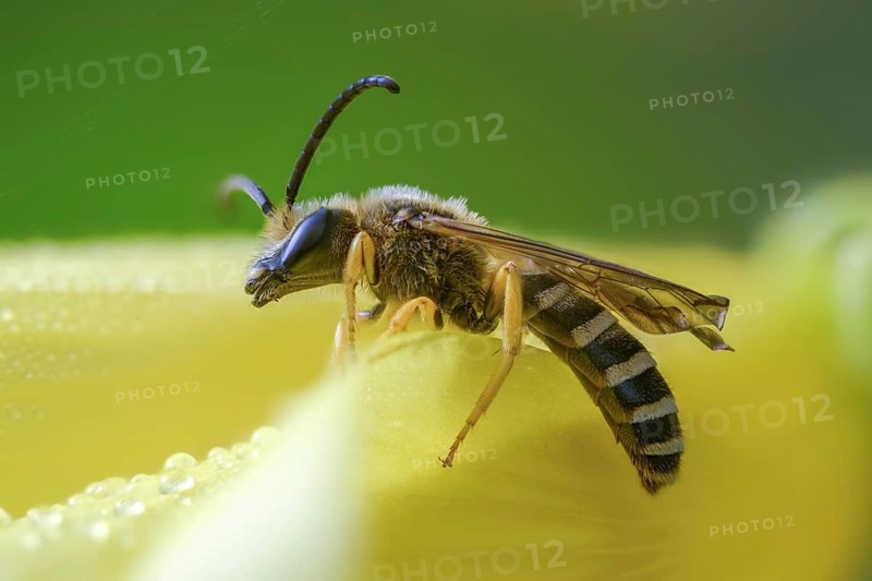 Apidae, bees, furrow bee, yellow-haired furrow bee, halictus scabiosae, hymenoptera, great banded furrow bee, honey bee-sized halictus, insects, male, male
