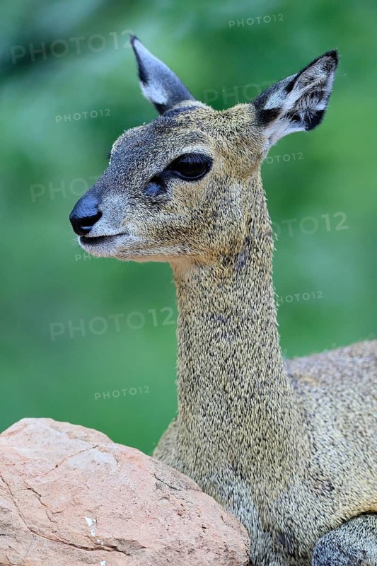 Transvaal klipspringer (Oreotragus transvaalensis), adult, portrait, alert, Kruger National Park, South Africa