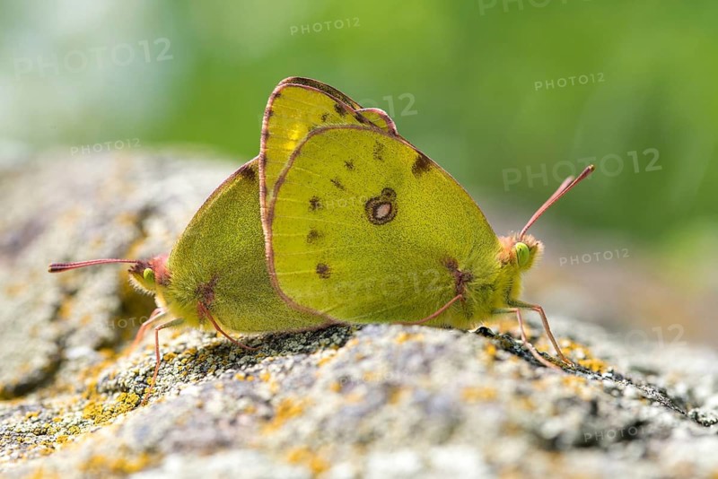 Mount Rana, Bohemian Highlands, Colias Hyale, Czech Republic, yellow haybutterfly, golden eight, pale clouded yellow, Czech Republic, white clover yellow, butterfly, couple, insects, copula, mating, couple, mating, mating, mating, butterfly