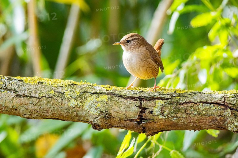 Wren (troglodytes troglodytes) Germany