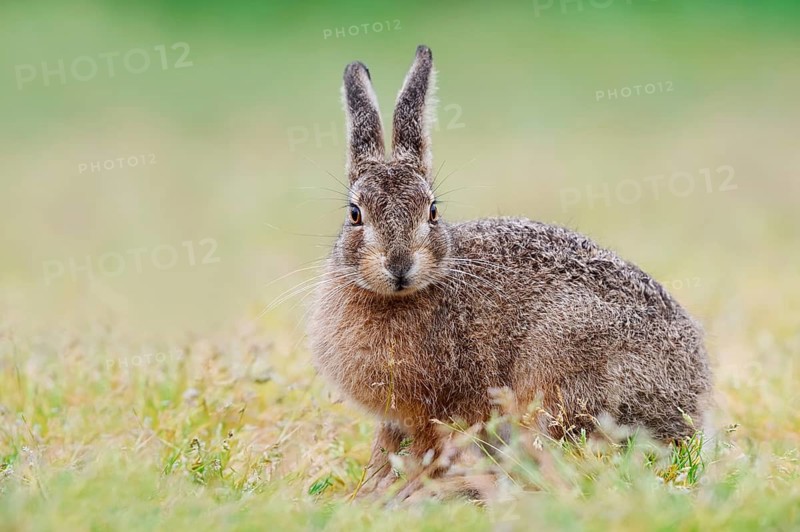 European hare (Lepus europaeus), North Rhine-Westphalia, Germany