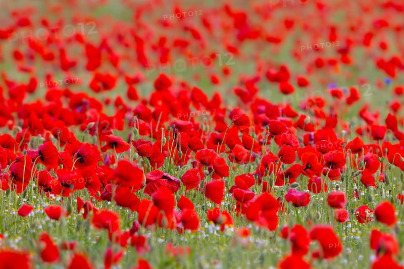 Common poppies, red poppy, corn poppies (Papaver rhoeas) flowering in meadow, grassland showing buds and flowers in spring