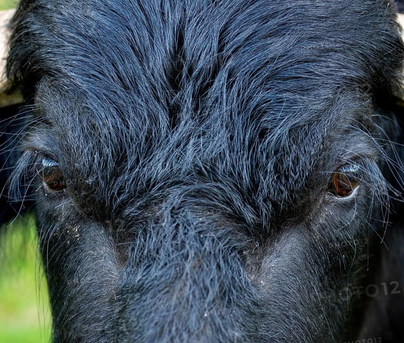 Bavaria, Bubalus Arnee, Even-töd Ungulate, Upper Palatinate, Paudenhufer, Tirschenreuth, Waldnaab, Waldnaabaue, water buffalo, wild willows Waldnaabaue, mammals, mammals