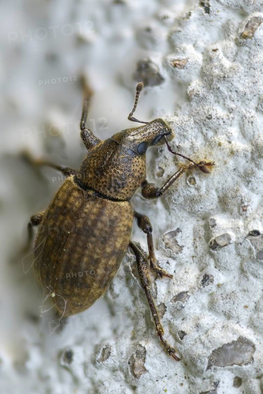 Barynotus obscurus, gloomy clumsy, beetle, coleoptera, high size, portrait, insects, beetles
