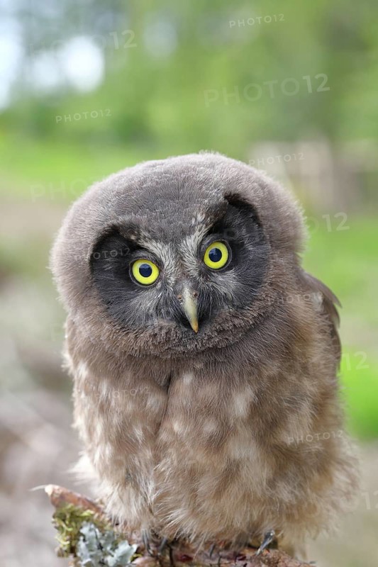 Tengmalm's Owl (Aegolius funereus), juvenile, perched on a larch branch, North Rhine-Westphalia, Germany