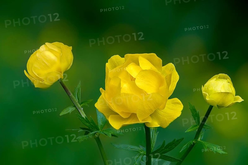 Budabin seed, buttercup, butter ball, butterrose, globe flower, goldhead, buttercup, ball ranunculus, ranunculaceae, trollflower, trollius europaeus, flora, plants, plants