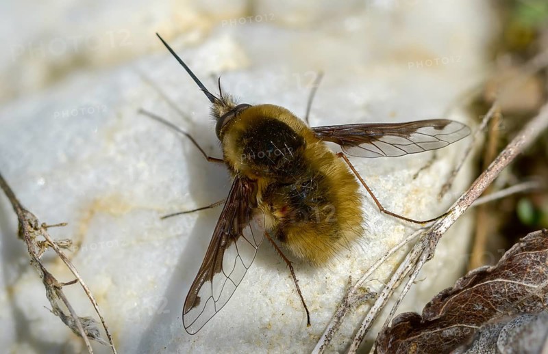 Bombyliidae, Bombylius major, brachycera, flies, large woolswear, woolswear, arge bee-fly, diptera, insects, males, males, the dark-edged bee-fly, the greater bee fly, two-winged
